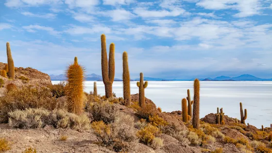 Cactus gigantes en la Isla Incahuasi, con el vasto Salar de Uyuni de fondo en Bolivia. Turismo en el desierto, paisajes de sal y viaje a Sudamérica