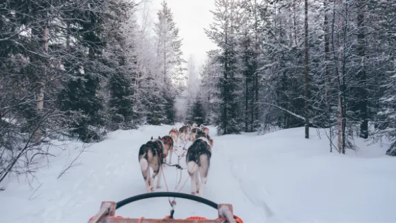 Un equipo de perros husky tirando de un trineo a través de un bosque nevado. Viajes a Finlandia, turismo de invierno, mushing y actividades en la nieve
